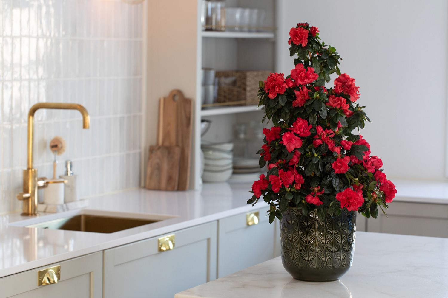 Rød azalea pyramide